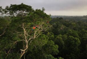 COP30: Novo cobra da Casa Civil explicações sobre contrato de R$ 500 mi