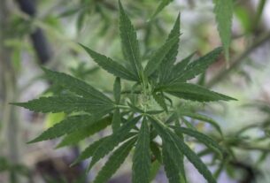 STF mantém decisão sobre porte de maconha para uso pessoal