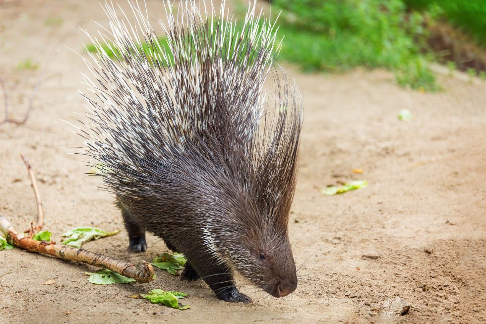 majestic crested porcupine
